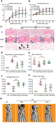 Alleviation of Synovial Inflammation of Juanbi-Tang on Collagen-Induced Arthritis and TNF-Tg Mice Model